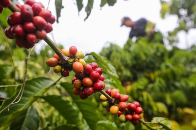 Giá cà phê hôm nay 2/11: Giá Robusta tăng mạnh, thị trường tuần qua thêm gần 1.000 đồng/kg