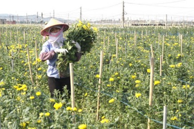 Hà Nội chuyển đổi hiệu quả gần 8.000ha đất trồng lúa