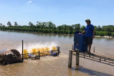 Lãi cao nhờ nuôi cá VietGAP