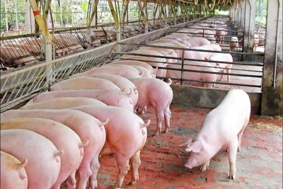 Giá lợn hơi hôm nay 29/6: Lợn Thái Lan về 'nhỏ giọt', giá trong nước tăng mạnh