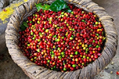 Giá cà phê hôm nay 9/7: Dao động trong khoảng 30.800 - 31.700 đồng/kg