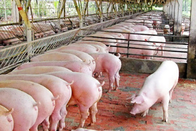 Giá lợn hơi hôm nay 25/9: Biến động nhẹ, cao nhất đạt 82.000 đồng/kg