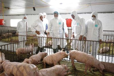 Bộ trưởng Nguyễn Xuân Cường: Tăng nhanh đàn giống để khôi phục chăn nuôi lợn