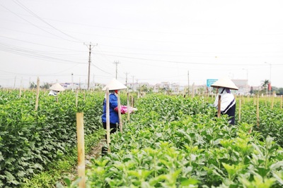 Chuyển đổi hiệu quả đất trồng lúa: Không cho đất “nghỉ”