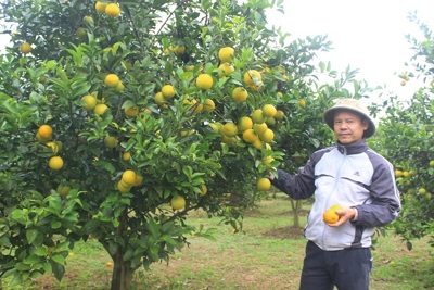 Nhiều mô hình nông nghiệp hiệu quả ở Phú Thị