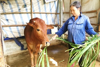 Phát triển đàn bò ở xã đảo Minh Châu