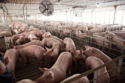 Giá lợn hơi hôm nay 26/8: 2 miền Bắc - Nam tiếp tục giảm 1.000 - 4.000 đồng/kg