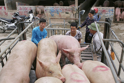 Giá lợn hơi hôm nay 15/9: Tiếp tục tăng từ 1.000 - 3.000 đồng/kg