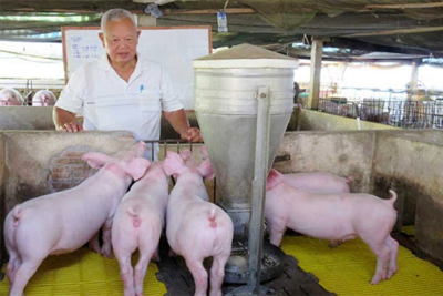 Giá lợn hơi hôm nay 11/9: Thịt lợn tăng giá do người nuôi vẫn dè dặt tái đàn?