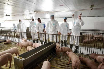 Bảo đảm nguồn cung thịt lợn: Quyết liệt các giải pháp