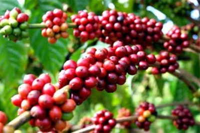 Giá cà phê hôm nay 23/7: Đồng loạt tăng 500 đồng/kg, Đắk Lắk cao nhất cả nước