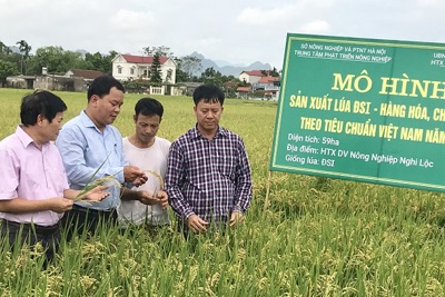 Phát triển vùng lúa Japonica: Mở hướng xuất khẩu cho gạo Hà Nội