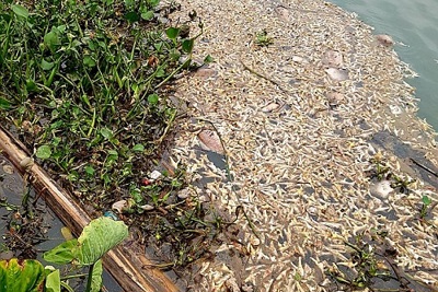 Hải Phòng: Hàng tấn chân gà thải ra sông Ba La, nguy cơ cao ô nhiễm nguồn nước