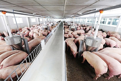 Giá lợn hơi hôm nay 13/9: Dao động từ 78.000 - 82.000 đồng/kg