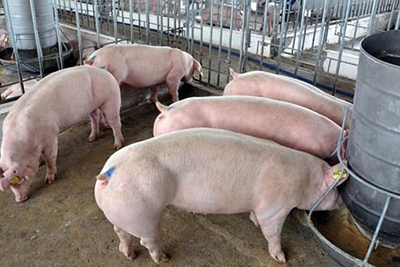 Giá lợn hơi giảm nhưng giá thịt tại quầy vẫn cao