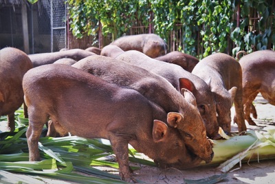Hà Tĩnh: Đàn lợn rừng của anh nông dân lớn lên bằng “thảo dược”