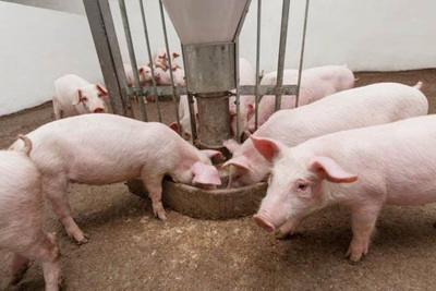 Giá lợn hơi hôm nay 19/9: Tiếp tục tăng, cao nhất đạt 84.000 đồng/kg