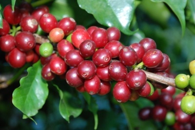 Giá cà phê hôm nay 27/8: Tiếp đà tăng 100 đồng/kg trong khi thị trường thế giới đảo chiều