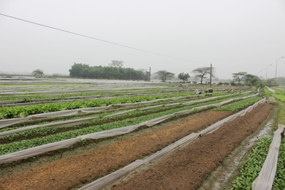 Huyện Thạch Thất: Sản xuất rau an toàn hiệu quả kinh tế cao
