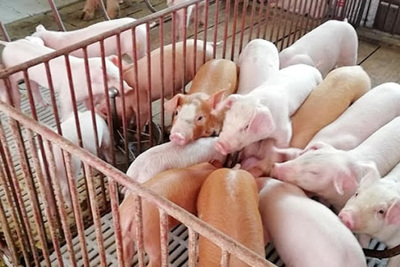 Giá lợn hơi hôm nay 11/10: Dao động trong khoảng 68.000 - 78.000 đồng/kg