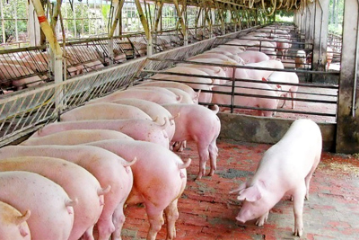 Giá lợn hơi hôm nay 29/8: Vẫn tiếp đà giảm, hiện dao động từ 78.000 - 82.000 đồng/kg