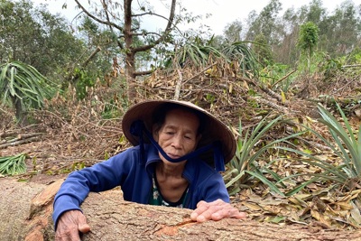 Quảng Ngãi: “Thủ phủ” cây ăn quả thất thủ sau mưa bão