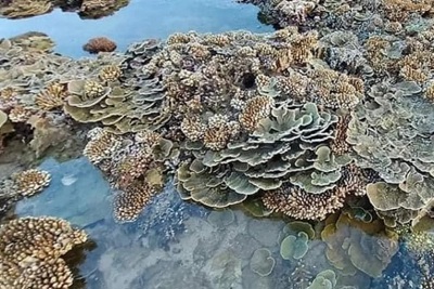 Bãi san hô Gành Yến có nguy cơ bị phá nát