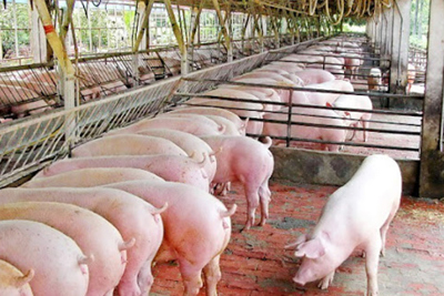 Giá lợn hơi hôm nay 10/9: Cả 3 miền tiếp tục tăng 1.000 - 3.000 đồng/kg