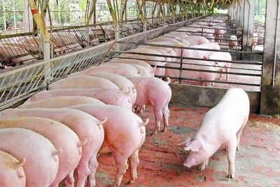 Giá lợn hơi hôm nay 26/7: Dự báo sẽ tăng do Thái Lan hạn chế xuất khẩu?