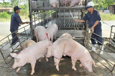Giá lợn hơi hôm nay 25/7: Bộ Công Thương lập đoàn kiểm tra liên ngành mặt hàng thịt lợn