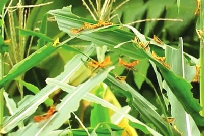 Châu chấu từ Trung Quốc tràn sang gây hại tại Điện Biên, Cục Bảo vệ thực vật nói gì?