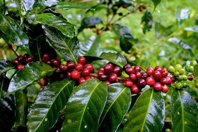Giá cà phê hôm nay 7/9: Kỳ vọng vượt mốc 34.000 đồng/kg nhờ lực tăng mạnh từ thị trường thế giới