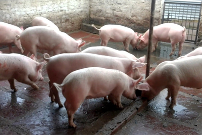 Giá lợn hơi hôm nay 28/8: Tiếp tục giảm từ 1.000 - 4.000 đồng/kg