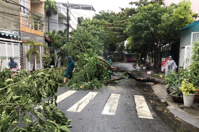 Đà Nẵng: 1 người bị thương, thiệt hại hàng trăm cây xanh do ảnh hưởng bão số 5