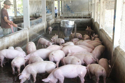 Giá lợn hơi hôm nay 16/8: Dao động trong khoảng từ 80.000 - 87.000 đồng/kg