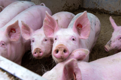 Giá lợn hơi hôm nay 4/9: Tiếp tục giảm nhẹ 1.000 - 2.000 đồng/kg