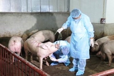 Chính phủ chi gần 13.249 tỷ đồng hỗ trợ phòng, chống dịch tả lợn châu Phi