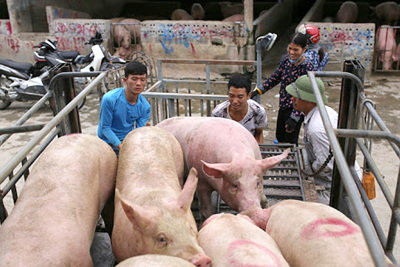Giá lợn hơi hôm nay 4/10: Thịt lợn hơi giá 70.000 - 80.000 đồng/kg là hợp lý?