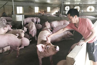 Giá lợn hơi hôm nay 14/10: Giảm sâu, người chăn nuôi và tiêu dùng đều thiệt?