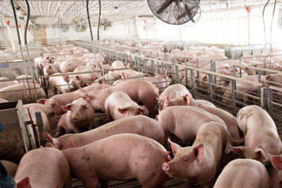 Giá lợn hơi hôm nay 26/10: Có nơi tăng 1.000 - 2.000 đồng/kg