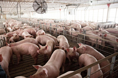 Giá lợn hơi hôm nay 31/7: Dịch Covid-19 diễn biến phức tạp, giá thịt lợn có tăng?