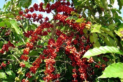 Giá cà phê hôm nay 19/8: Tăng mạnh 400 đồng/kg, cao nhất ở Đắk Lắk 33.300 đồng/kg