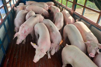 Giá lợn hơi hôm nay 2/7: Lợn Thái Lan dồn dập đổ về, giá trong nước vẫn tăng