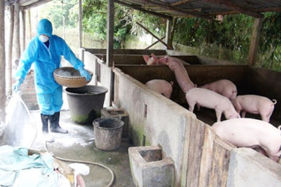 Hỗ trợ hơn 13.000 tỷ đồng phòng, chống dịch tả lợn châu Phi