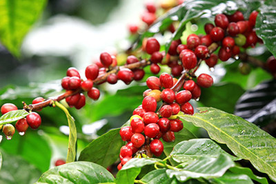 Giá cà phê hôm nay 1/8: Đồng loạt tăng 100 - 200 đồng/kg, giá tăng hơn 4% trong tháng 7/2020