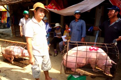 Giá lợn hơi hôm nay 19/10: Tiếp tục tăng 1.000 - 2.000 đồng/kg