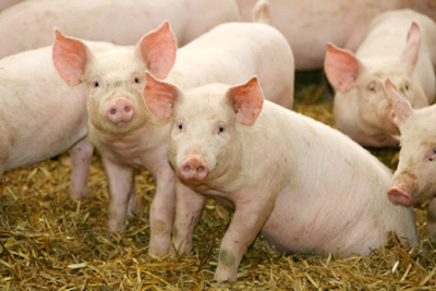 Giá lợn hơi hôm nay 2/9: Giảm 1.000 - 3.000 đồng/kg, dự báo sẽ tiếp tục đi xuống?