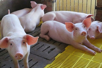 Giá lợn hơi hôm nay 23/9: 2 miền Bắc - Nam giảm 1.000 - 3.000 đồng/kg
