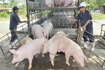Giá lợn hơi hôm nay 6/9: Thịt lợn chỉ giảm giá tạm thời?