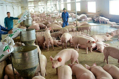 Giá lợn hơi hôm nay 3/10: Cả 3 miền tiếp tục giảm 1.000 - 3.000 đồng/kg